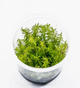 ADA 越南百葉 Rotala sp. 'Vietnam' IC025